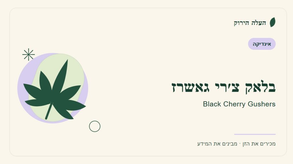 איור לכתבה: בלאק צ׳רי גאשרז: מה מספר הקטלוג ומה עדיין לא ברור?