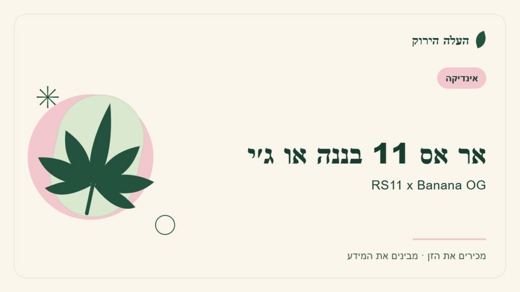 איור לכתבה: אר אס 11 בננה או ג׳י: מדריך ראשון לשם, לרקע ולתיאור הזן