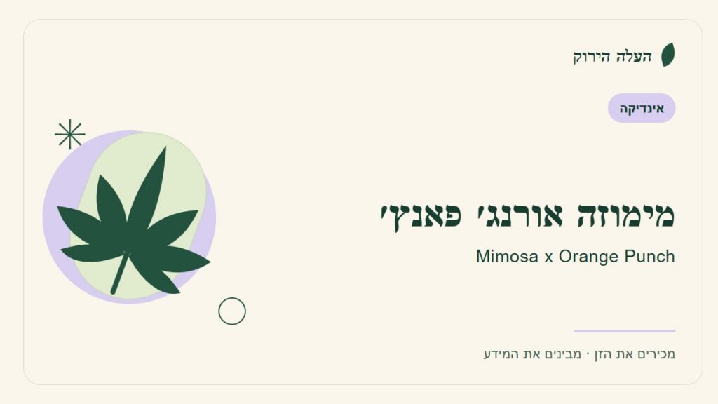 איור לכתבה: מימוזה אורנג׳ פאנץ׳: מה מספר הקטלוג ומה עדיין לא ברור?