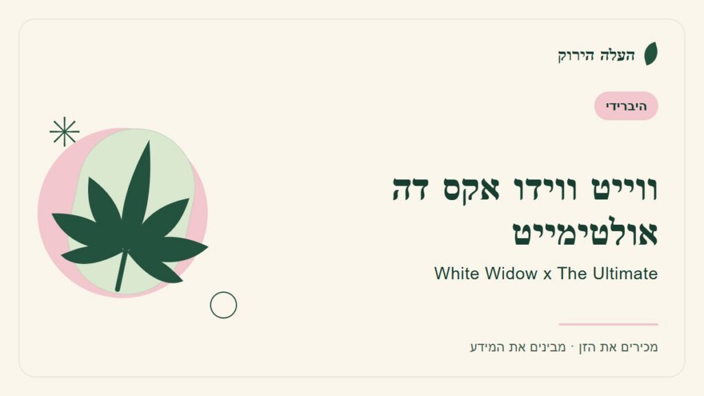 איור לכתבה: ווייט ווידו אקס דה אולטימייט: מדריך ראשון לשם, לרקע ולתיאור הזן