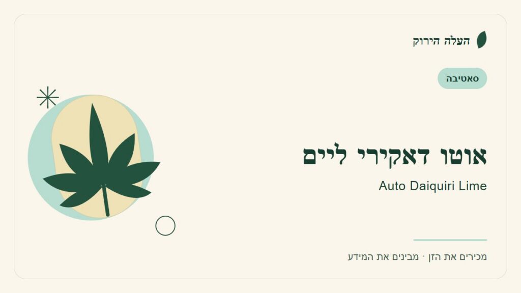 איור לכתבה: אוטו דאקירי ליים: מדריך ראשון לשם, לרקע ולתיאור הזן